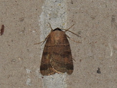 Agnorisma badinodis
