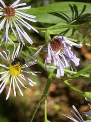Lasioglossum fuscipenne