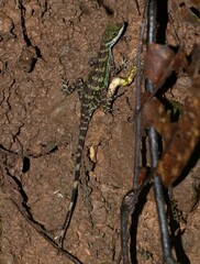 Anolis aquaticus