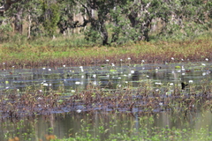 Nymphaea carpentariae