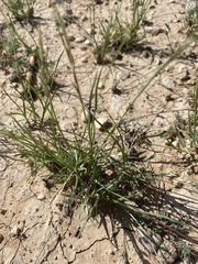 Scleropogon brevifolius