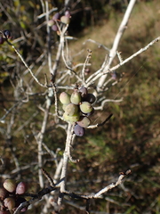 Forestiera ligustrina