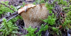 Cantharellus subalbidus
