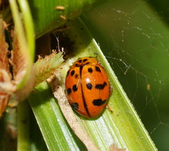 Harmonia octomaculata