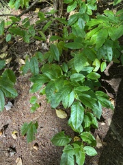 Oxydendrum