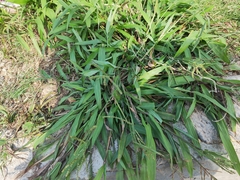 Paspalum orbiculare