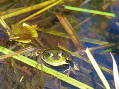 Lithobates septentrionalis