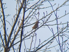 Phoenicurus auroreus