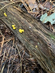 Dacrymyces chrysospermus