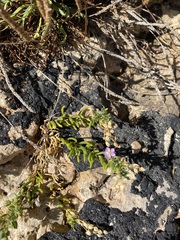 Spergularia rupicola