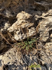Plantago coronopus