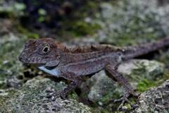 Anolis cybotes