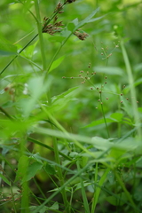 Fimbristylis
