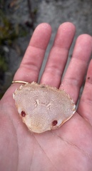 Ovalipes australiensis