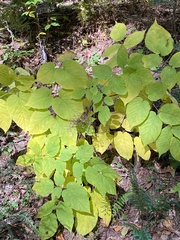 Aralia