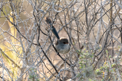 Malurus