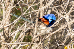 Malurus pulcherrimus