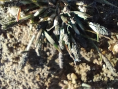 Sporobolus alopecuroides