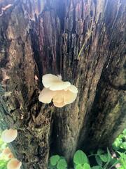 Collybia eucalyptorum