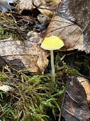 Mycena crocea