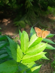 Pseudocoladenia
