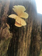 Collybia eucalyptorum