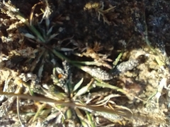 Sporobolus alopecuroides