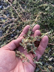 Tribulus terrestris