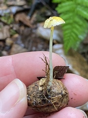 Mycena crocea