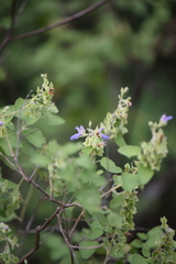 Salvia ballotiflora