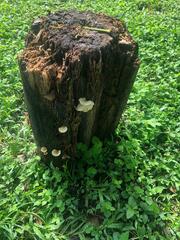 Collybia eucalyptorum
