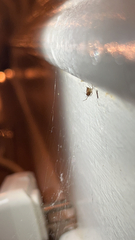 Parasteatoda tepidariorum