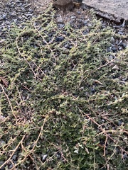 Tribulus terrestris