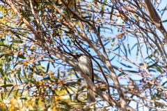 Purnella albifrons