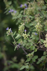 Salvia ballotiflora