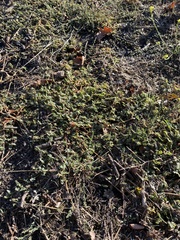 Tribulus terrestris
