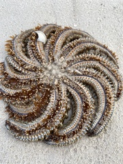 Coscinasterias muricata