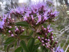 Chromolaena pulchella