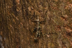 Liturgusa