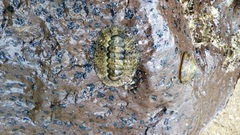 Polyplacophora