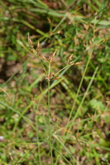 Fimbristylis tomentosa