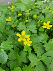 Ranunculus muricatus