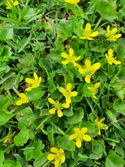 Ranunculus muricatus