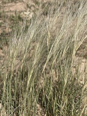 Scleropogon brevifolius