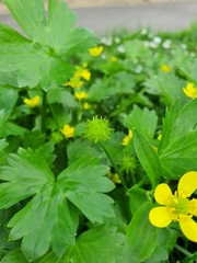 Ranunculus muricatus