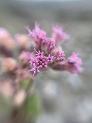 Ageratina calophylla