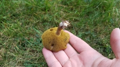 Xerocomellus diffractus