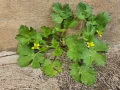 Ranunculus muricatus
