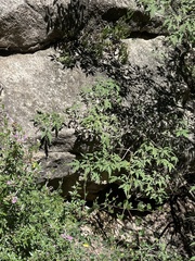 Vitex negundo heterophylla