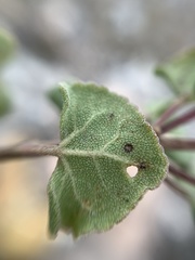 Ageratina calophylla